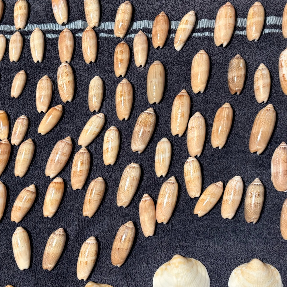 Real Shells for crafting/decor